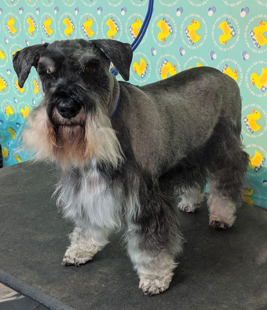 Grooming - Pet Resort in Oklahoma City | Memorial Crossing Pet Resort